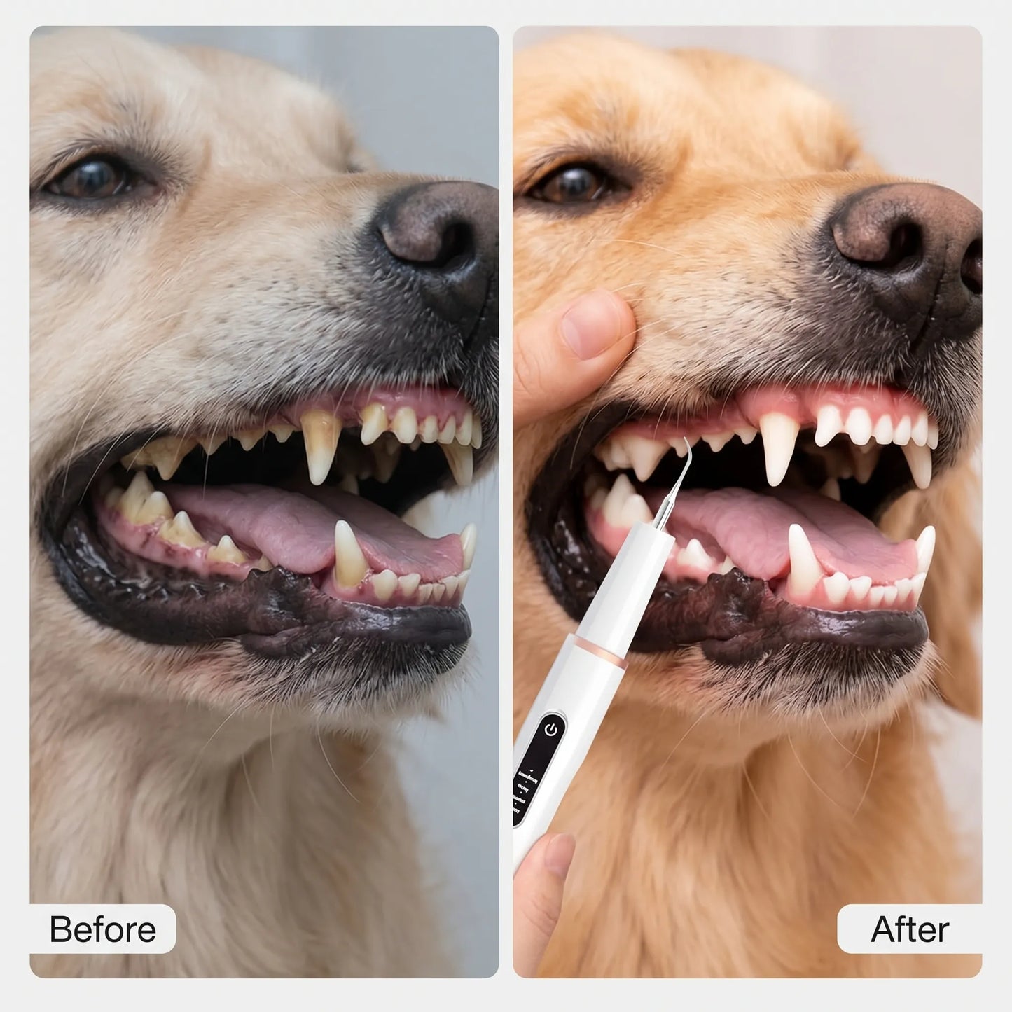 Before and after dog teeth cleaning showing tartar removal results