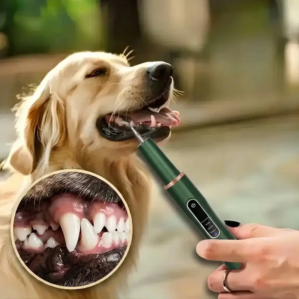 Dog having teeth cleaned with green tooth scaler with close-up of clean teeth