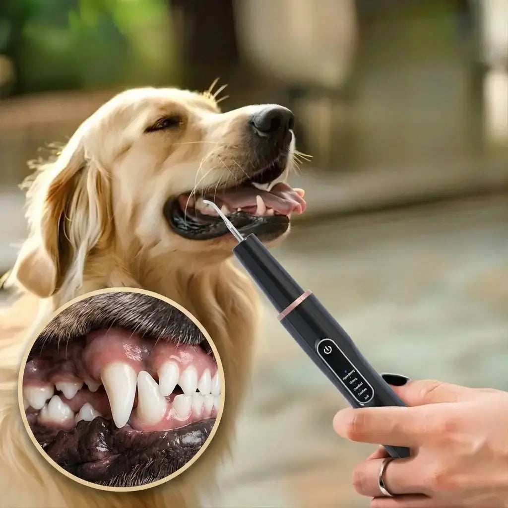 Black ultrasonic dog and cat teeth cleaning tool with rose gold trim